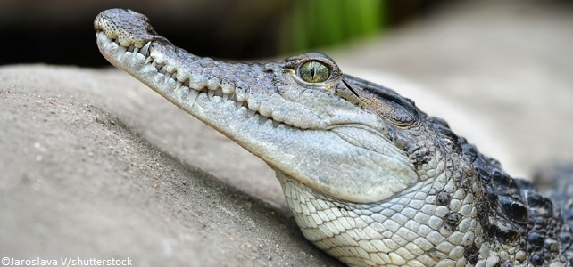 Crocodile des Philippines juvénile