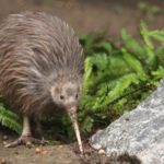 De 70 000 à 100 000 kiwis d’ici 2030 : l’objectif de la Nouvelle-Zélande