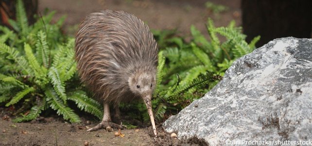 Conservation des kiwis