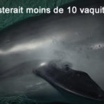 Vers une extinction imminente du vaquita