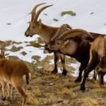 La réintroduction du bouquetin dans les Pyrénées françaises, une longue histoire