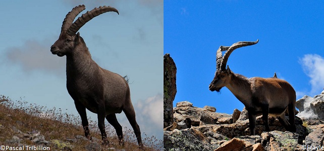 Différence bouquetin des Alpes et des Pyrénées