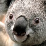 10 choses que vous ignorez (certainement) sur les koalas