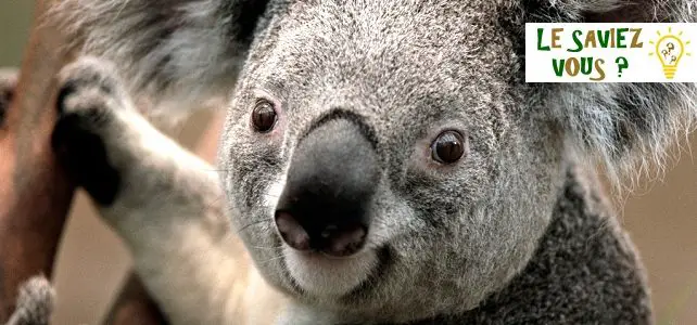 Faits insolites sur les koalas