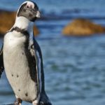 Grippe aviaire : hécatombe chez les manchots du Cap de Namibie