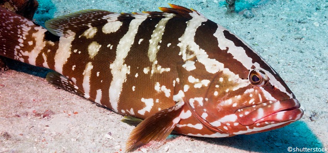 Protection du mérou de Nassau