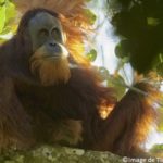 Extinction prochaine de l’orang-outan de Tapanuli : l’UICN donne l’alerte