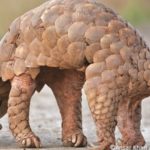 Saisie record de près de 13 tonnes d’écailles de pangolins à Singapour