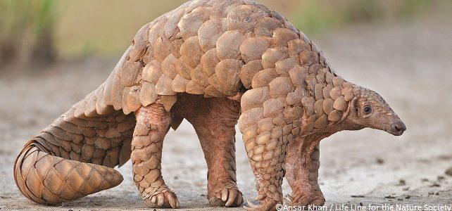 Trafic écailles de pangolins