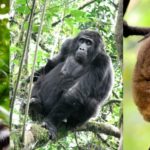 Tous les primates ne sont pas des singes