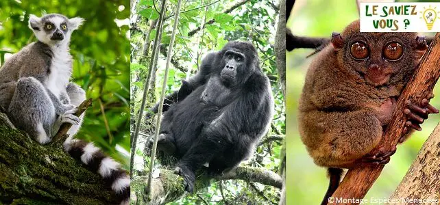 Différences primates singes