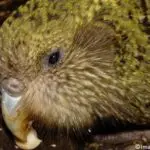 En 2019, le nombre de naissances a explosé chez les kakapos
