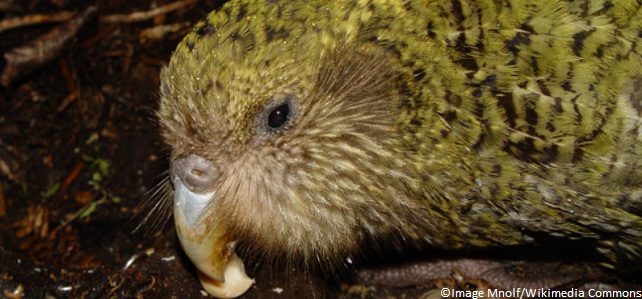 Record des naissances pour le kakapo