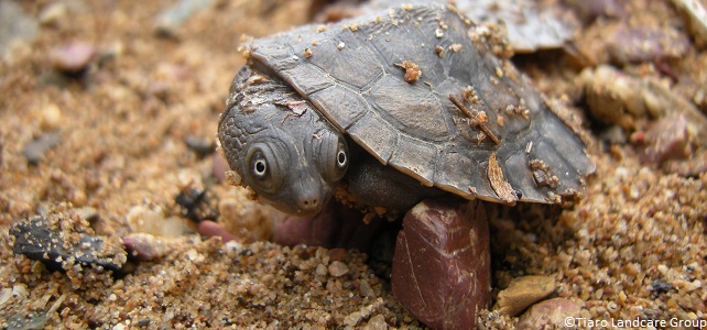 Bébé tortue de la Mary River