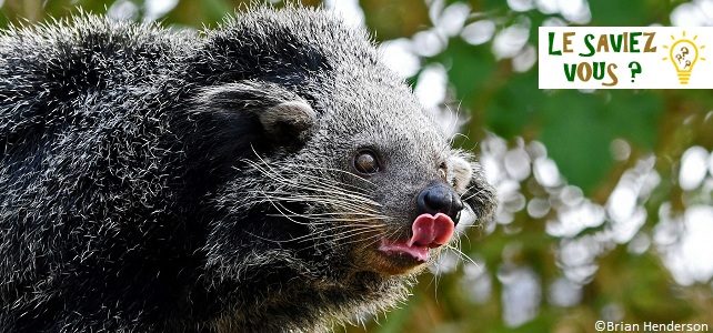 Odeur popcorn binturong