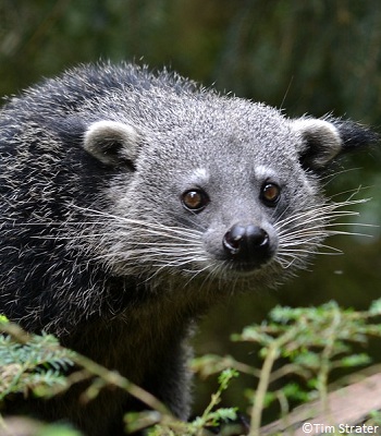 Binturong