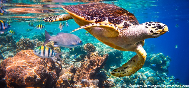 Biodiversité marine