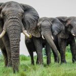 Des pays africains militent pour le commerce international de l’ivoire