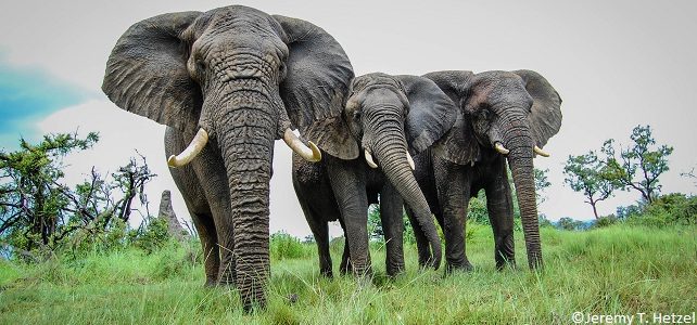 Ivoire et chasse au trophée