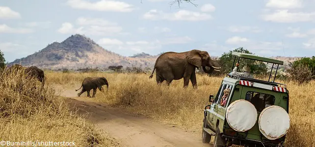 Safari éléphants