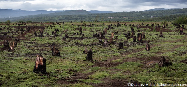 Déforestation