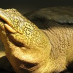 Les efforts se poursuivent pour sauver la tortue géante du Yangtsé