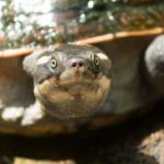 La tortue de la Mary River