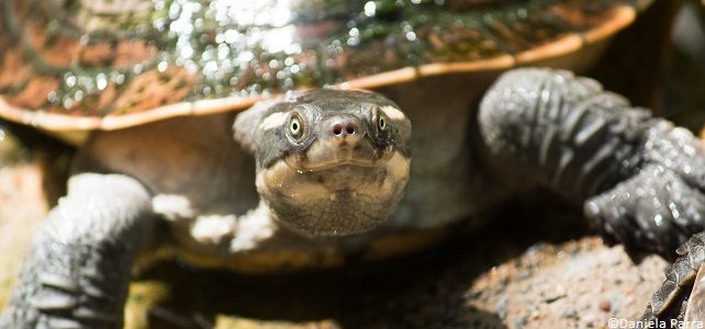 Tortue Mary River