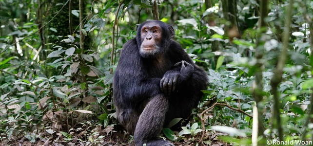 Chimpanzé