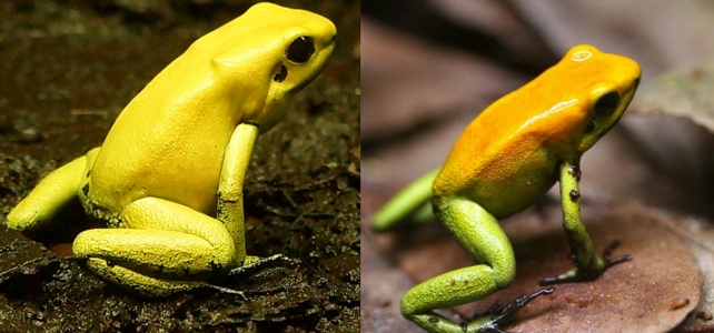 Phyllobate terrible et bicolore