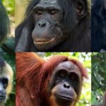 Braconnage, déforestation, trafic : les grands singes sont au bord de l’extinction