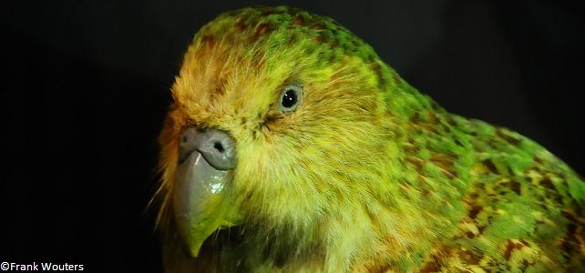 Épidémie mortelle chez les kakapos