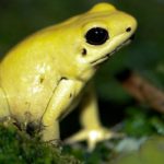 La phyllobate terrible ou kokoï de Colombie