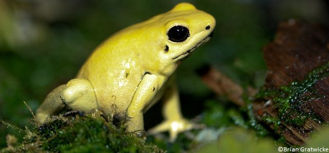 Phyllobate terrible espèce menacée