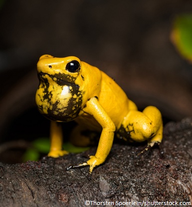 Chant phyllobate terrible mâle