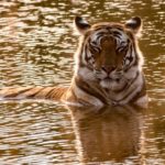 Braconnage et changement climatique : le sombre avenir du tigre du Bengale