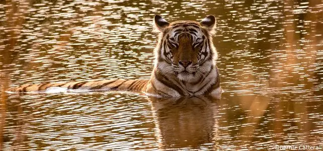 Menaces sur le tigre du Bengale