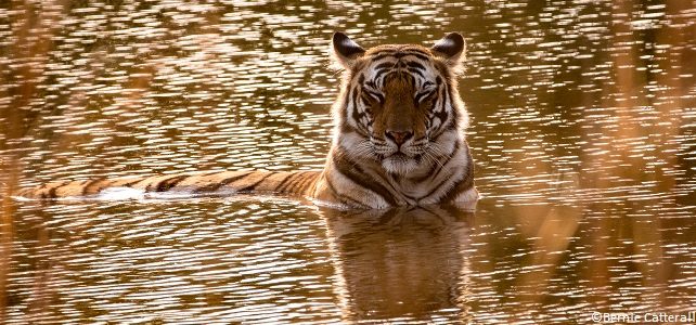 Menaces sur le tigre du Bengale