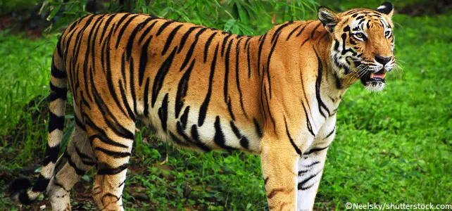 Tigre dans les Sundarbans