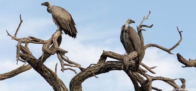 Vautours africains au Botswana