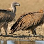 468 vautours africains meurent empoisonnés au Botswana