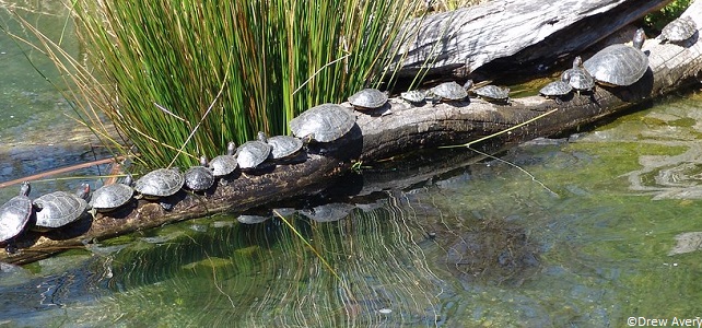 Tortues de Floride