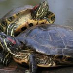Abandonner sa tortue dans la nature, un fléau pour la biodiversité
