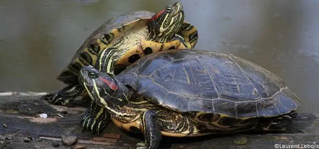 Abandonner sa tortue dans la nature