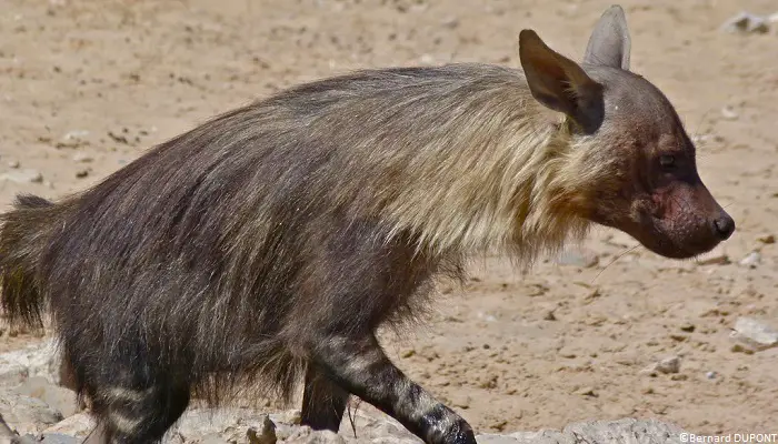 Hyène brune (Parahyaena brunnea)