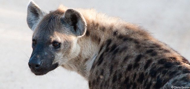 Les hyènes injustement détestées