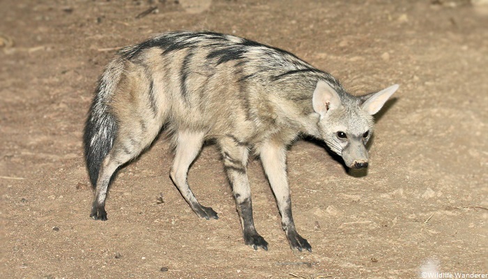 Protèle ou loup fouisseur (Proteles cristatus)