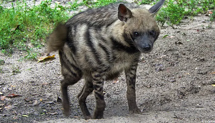 Hyène rayée (Hyaena hyaeana)