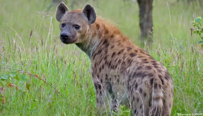 Hyène tachetée (Crocuta crocuta).