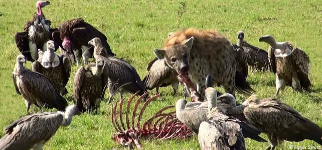 Hyènes et vautours, charognards
